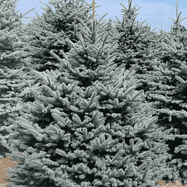 Ель колючая Super Blue Seedling