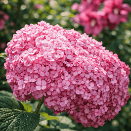 Гортензия древовидная Bella Ragazza Mauvette