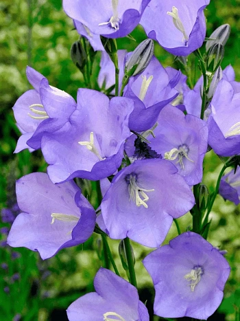 Колокольчик персиколистный Takion Blue