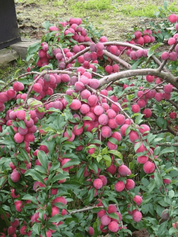 Алыча гибридная Кубанская комета