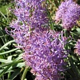 Мускари Comosum Plumosum