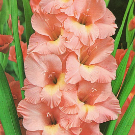 Гладиолус крупноцветковый Прага