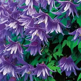 Клематис гибридный Cecile