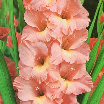 Гладиолус крупноцветковый Прага