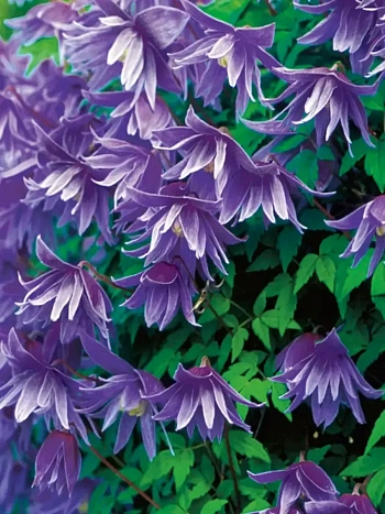 Клематис гибридный Cecile
