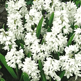 Пушкиния  Alba