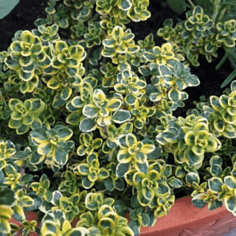 Тимьян лимоннопахнущий Lemon Variegata