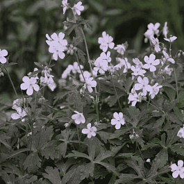 Герань пятнистая Espresso