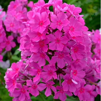 Флокс метельчатый Суфле Смородина