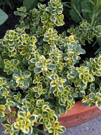 Тимьян лимоннопахнущий Lemon Variegata