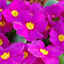 Примула (Первоцвет) бесстебельная Pioner Violet