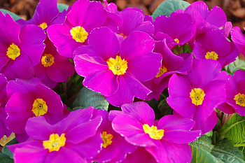 Примула (Первоцвет) бесстебельная Pioner Violet