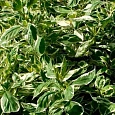 Дерен Отпрысковый White Gold