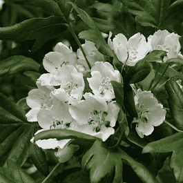 Яблоня трехлопастная