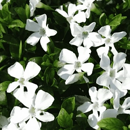 Барвинок малый Gertrude Jekyll