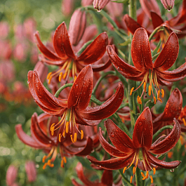 Лилия Claude Shride