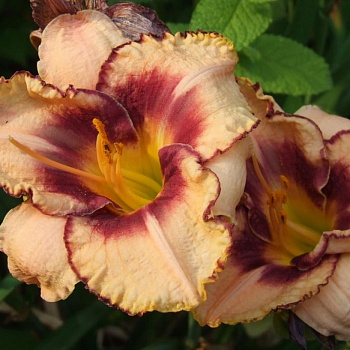 Лилейник гибридный Дэринг Дилемма