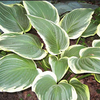 Хоста гибридная Йеллоу Ривер НАБОР 2ШТ (1+1)