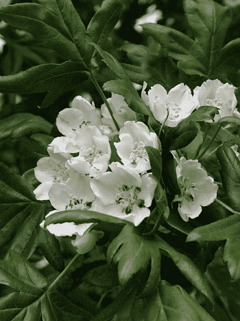 Яблоня трехлопастная