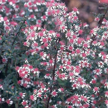 Астра бокоцветная Леди ин Блэк