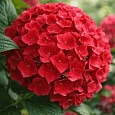 Гортензия крупнолистная Forever and ever Red
