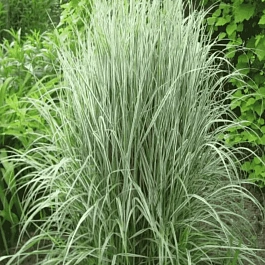 Вейник остроцветковый Overdam