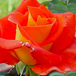 Роза чайно-гибридная Моника