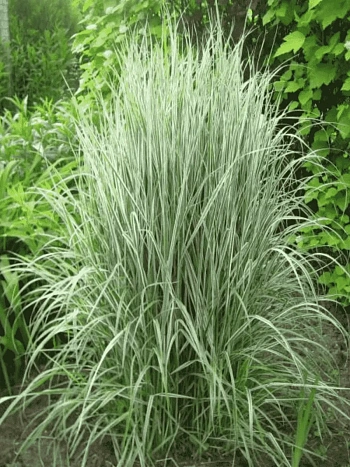 Вейник остроцветковый Overdam