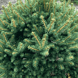 Ель обыкновенная Petra