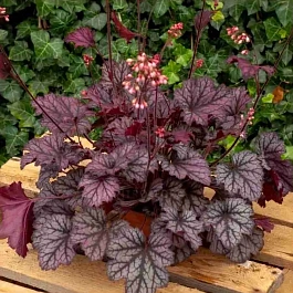 Гейхера Little Cutie Frost 