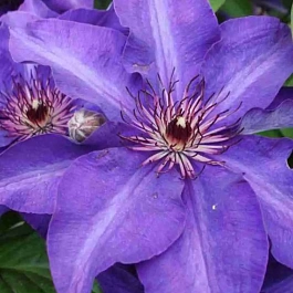 Клематис гибридный The President