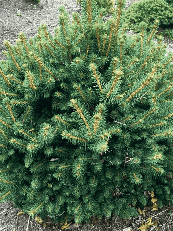 Ель обыкновенная Petra