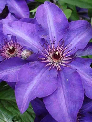 Клематис гибридный The President