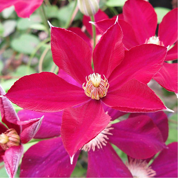 Клематис крупноцветковый Мазовше