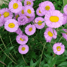 Мелколепестник карвинского Blutenmeer