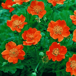 Гравилат ярко-красный Tosai