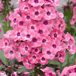 Флокс метельчатый Larissa