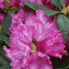 Рододендрон якушиманский Blurettia