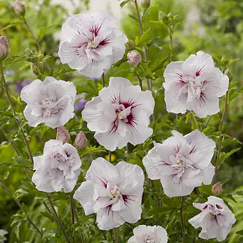 Гибискус сирийский Чайна Шифон