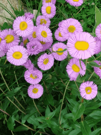 Мелколепестник карвинского Blutenmeer