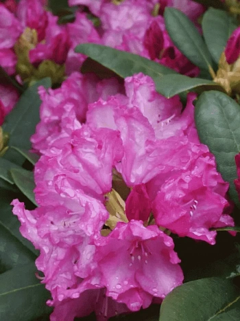 Рододендрон якушиманский Blurettia