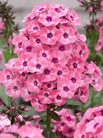 Флокс метельчатый Larissa