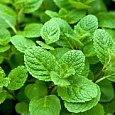 Мята душистая Мята душистая
