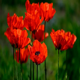 Мак восточный Brilliant