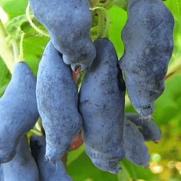 Жимолость плодовая Нимфа