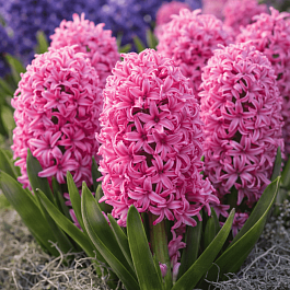 Гиацинт Pink Pearl