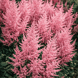 Астильба Арендса Erika