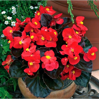 Бегония вечноцветущая бронзоволистная Бада Бум Скарлет