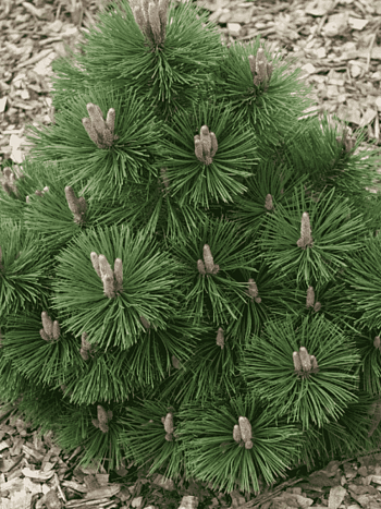 Сосна чёрная Helga