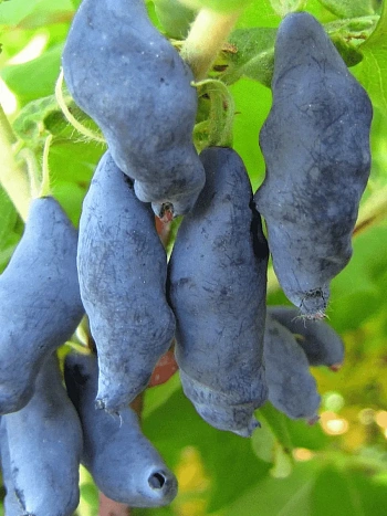 Жимолость плодовая Нимфа